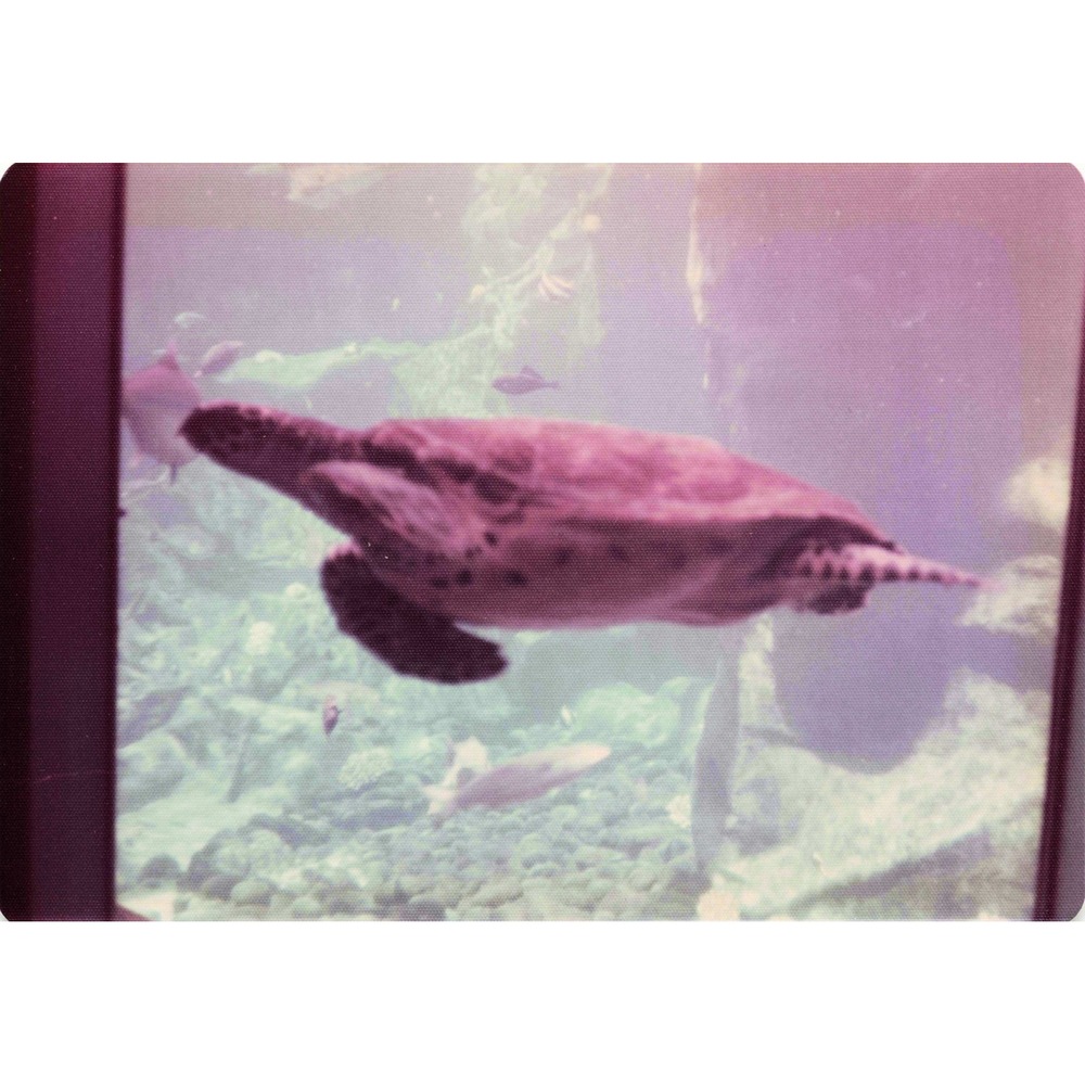 Vintage 1970s Hawaii Sea Turtle Boathouse Tour Lot of 8 Photos 3.5x5 - Picture 1 of 8